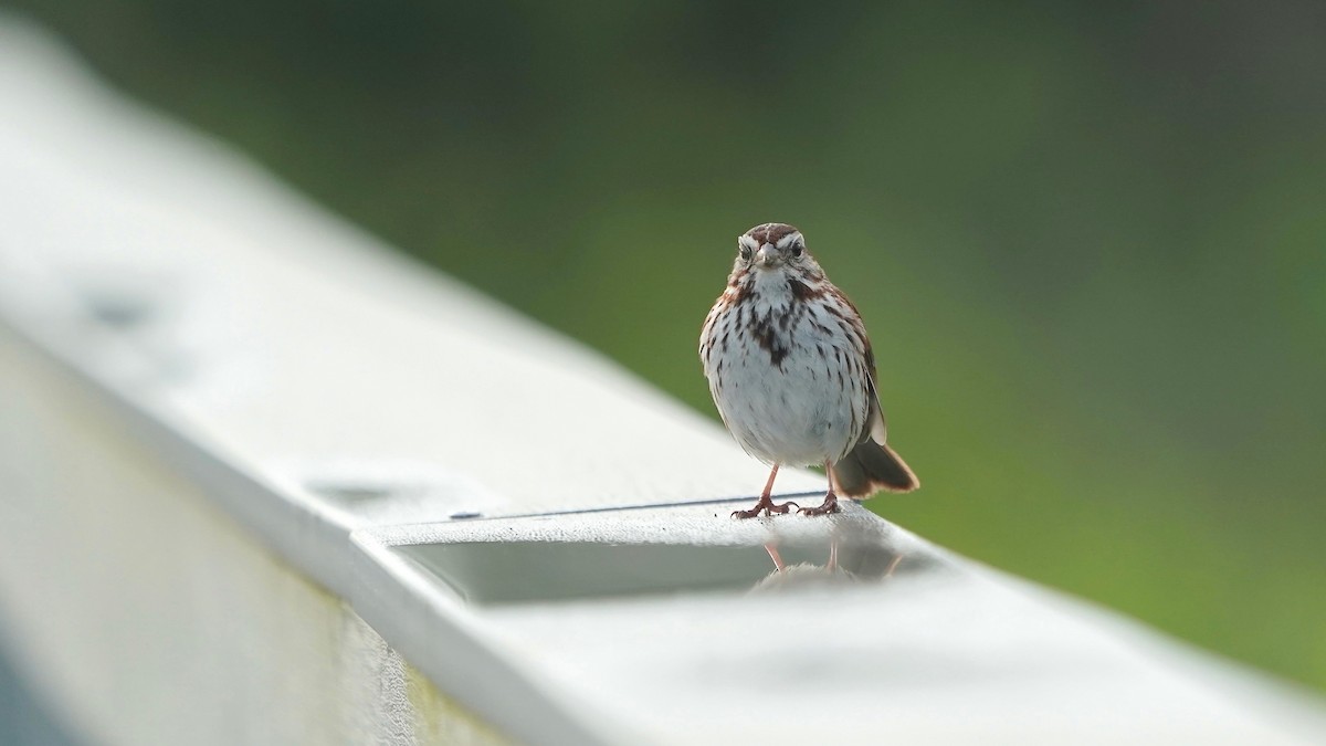 Song Sparrow - ML637318901