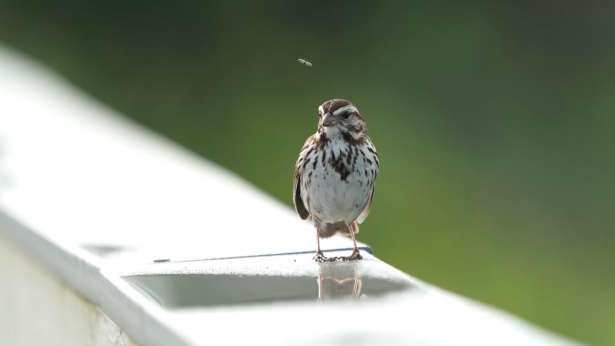 Song Sparrow - ML637318903