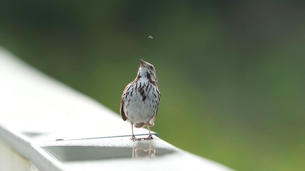 Song Sparrow - ML637318905