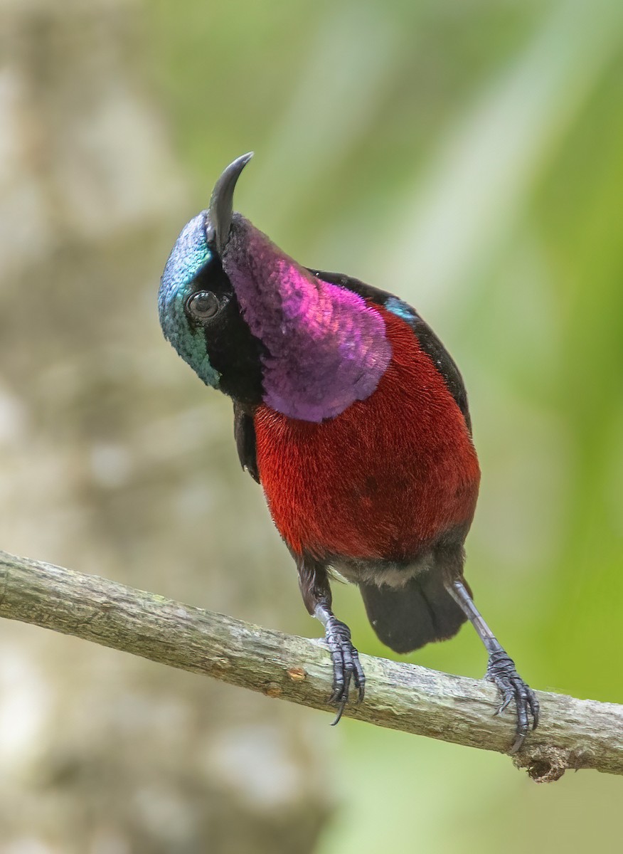 Van Hasselt's Sunbird - ML637319011