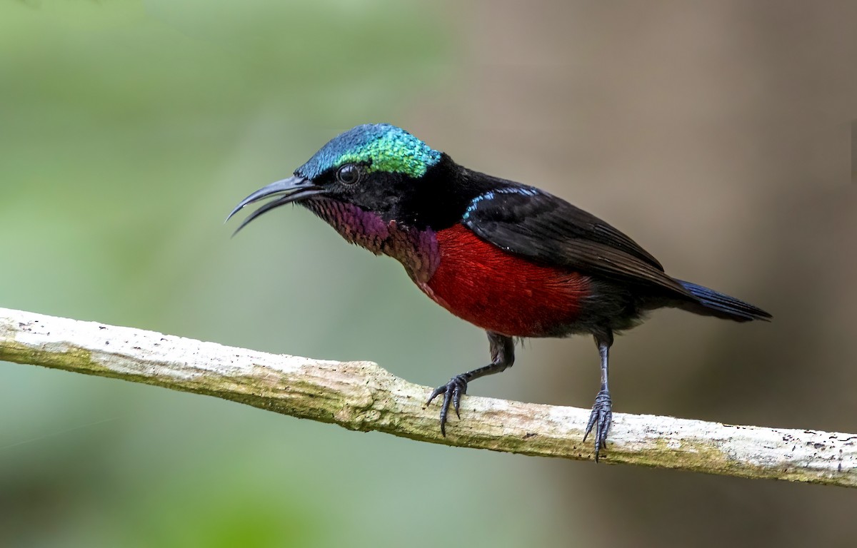 Van Hasselt's Sunbird - ML637319012