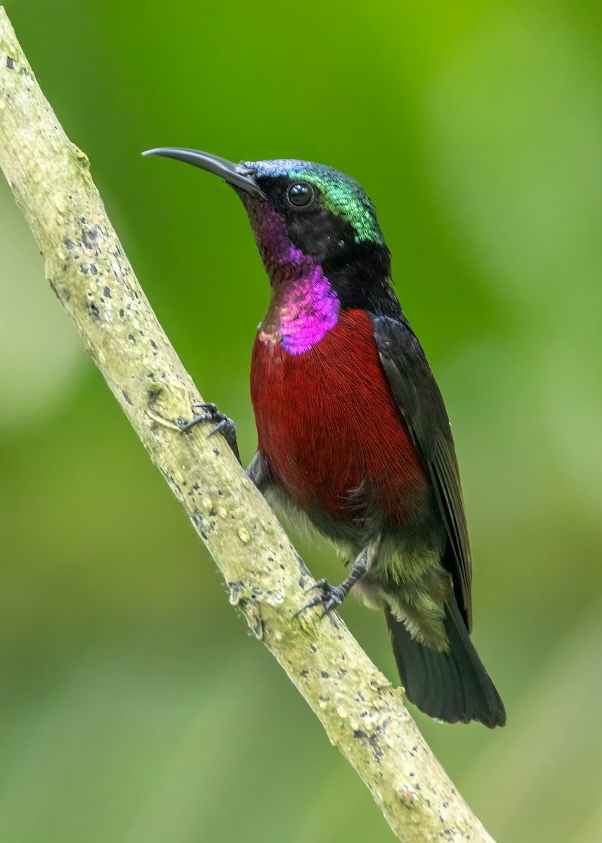 Van Hasselt's Sunbird - ML637319013