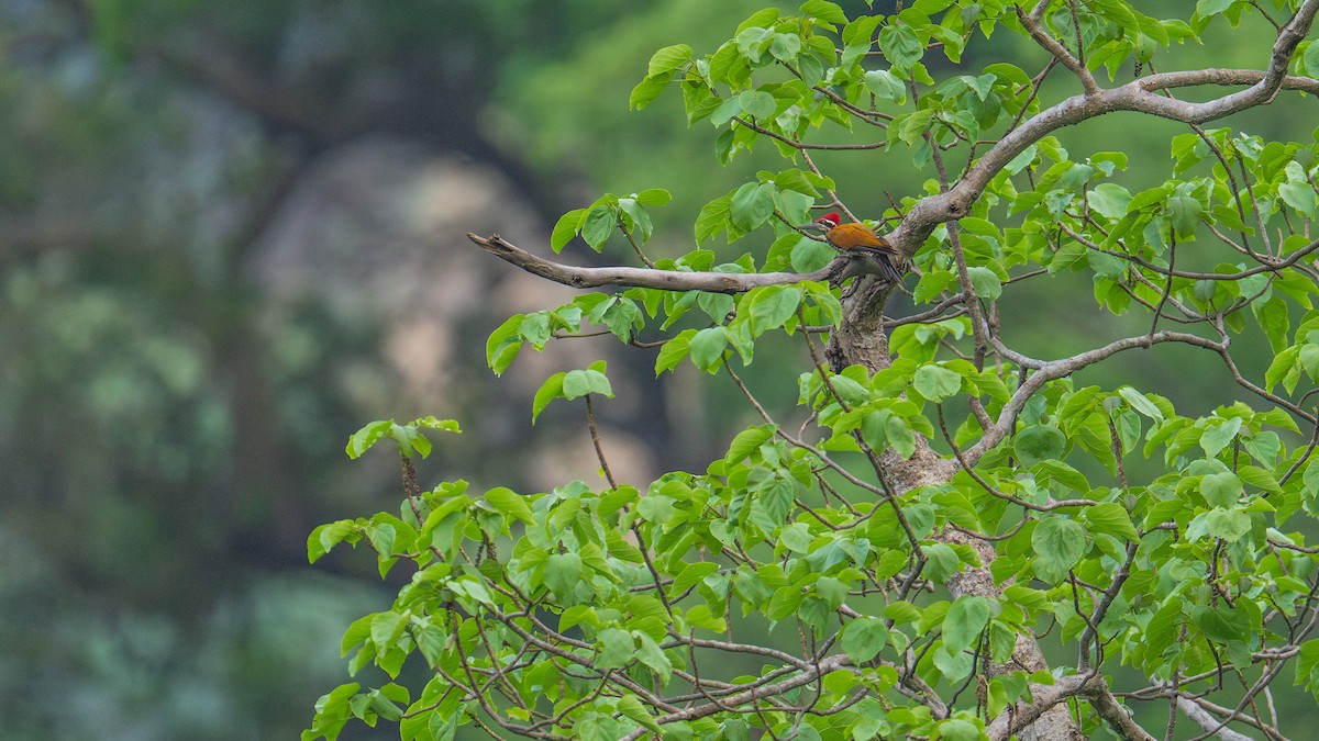 Greater Flameback - ML637319026