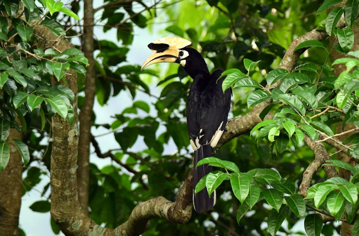 Oriental Pied-Hornbill - ML637319029