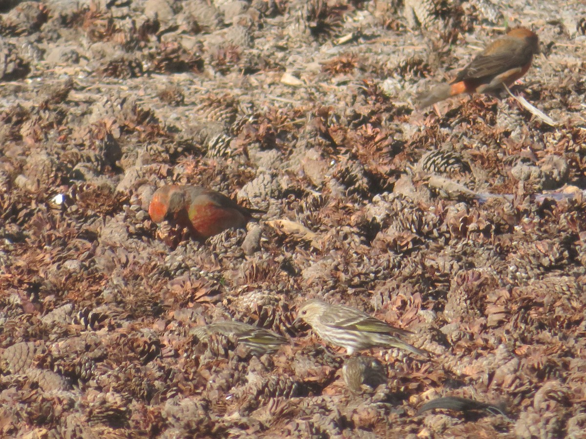 Cassia Crossbill - ML637319079