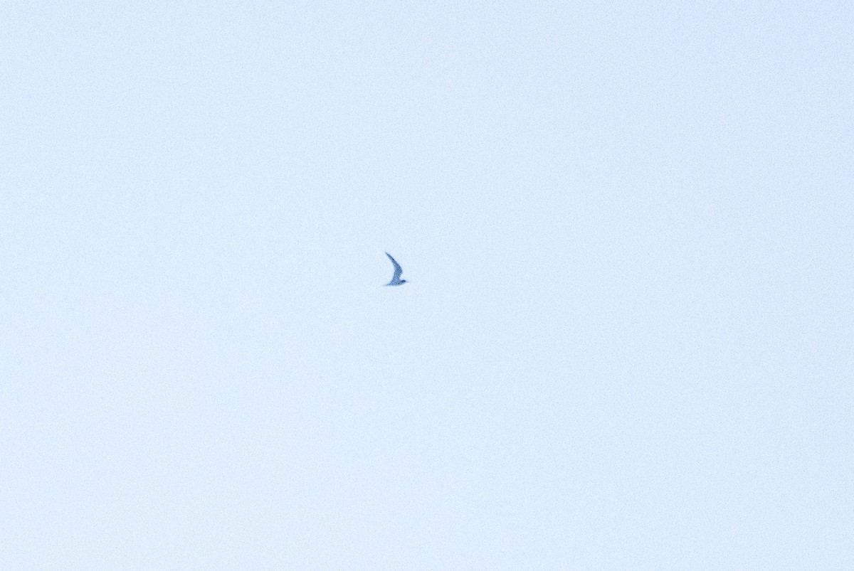 Least Tern - ML637319089