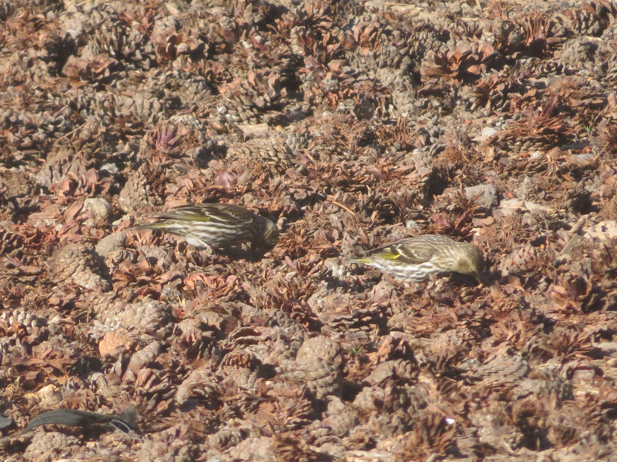 Pine Siskin - ML637319118