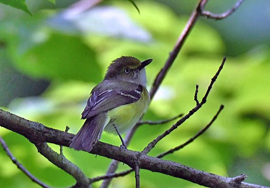 White-eyed Vireo - ML637319162
