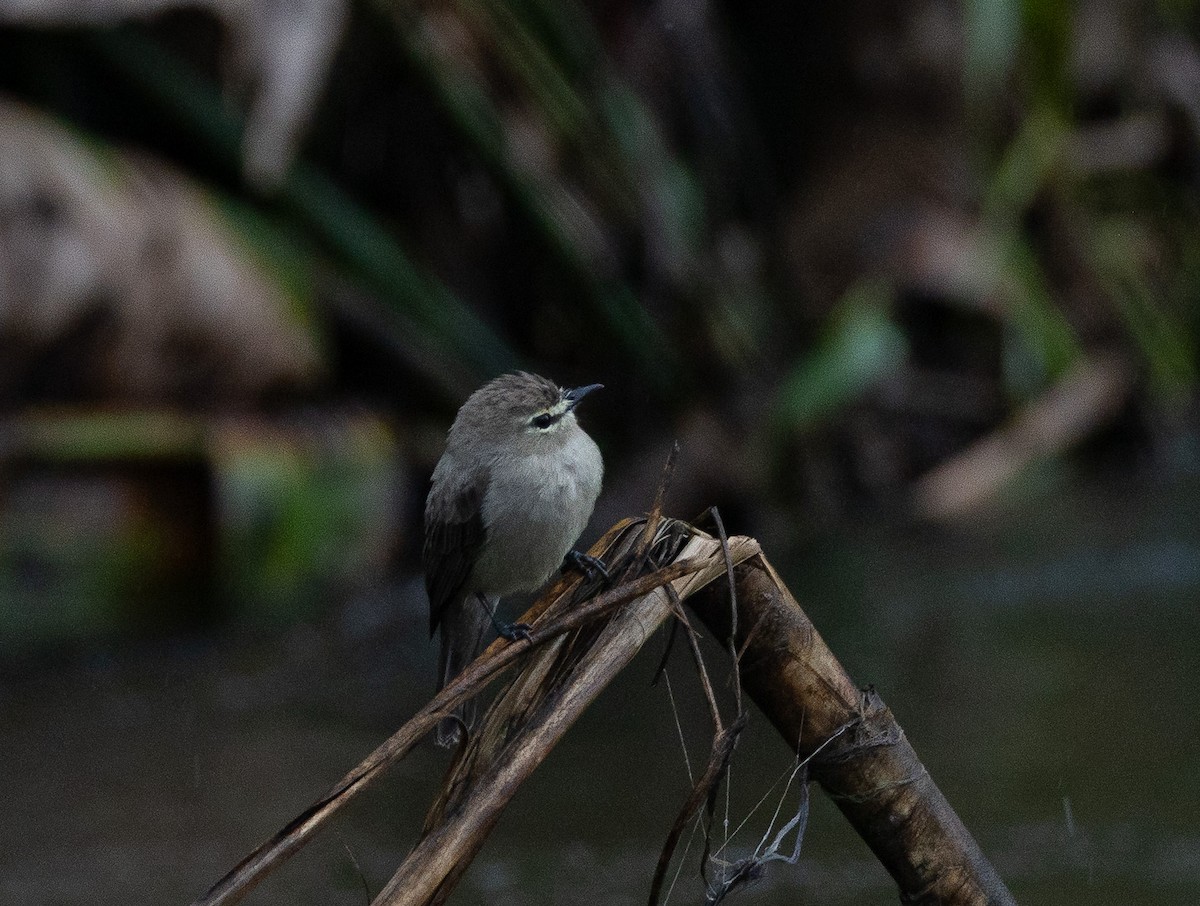 Drab Water Tyrant - ML637319186