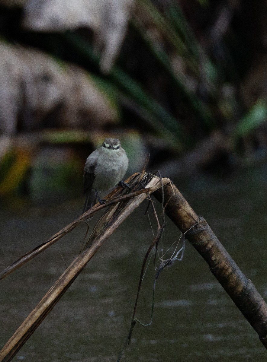 Drab Water Tyrant - ML637319188