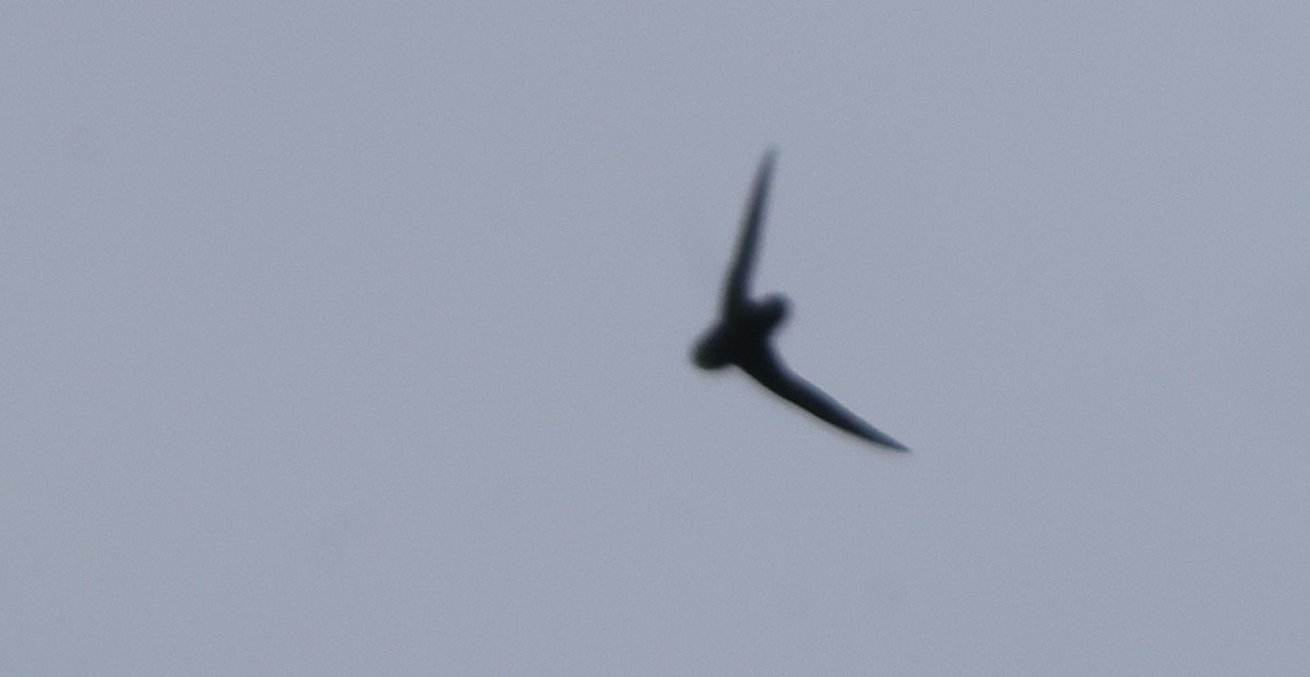 Chimney Swift - ML637319193