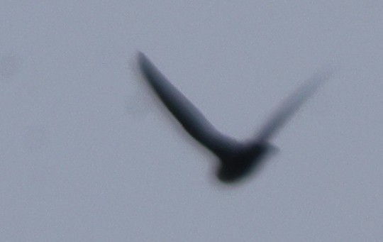 Chimney Swift - ML637319196