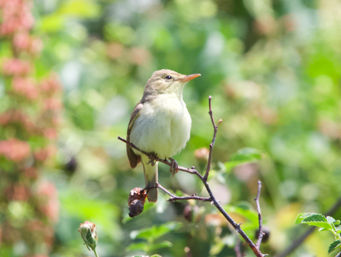 Melodious Warbler - ML637319233