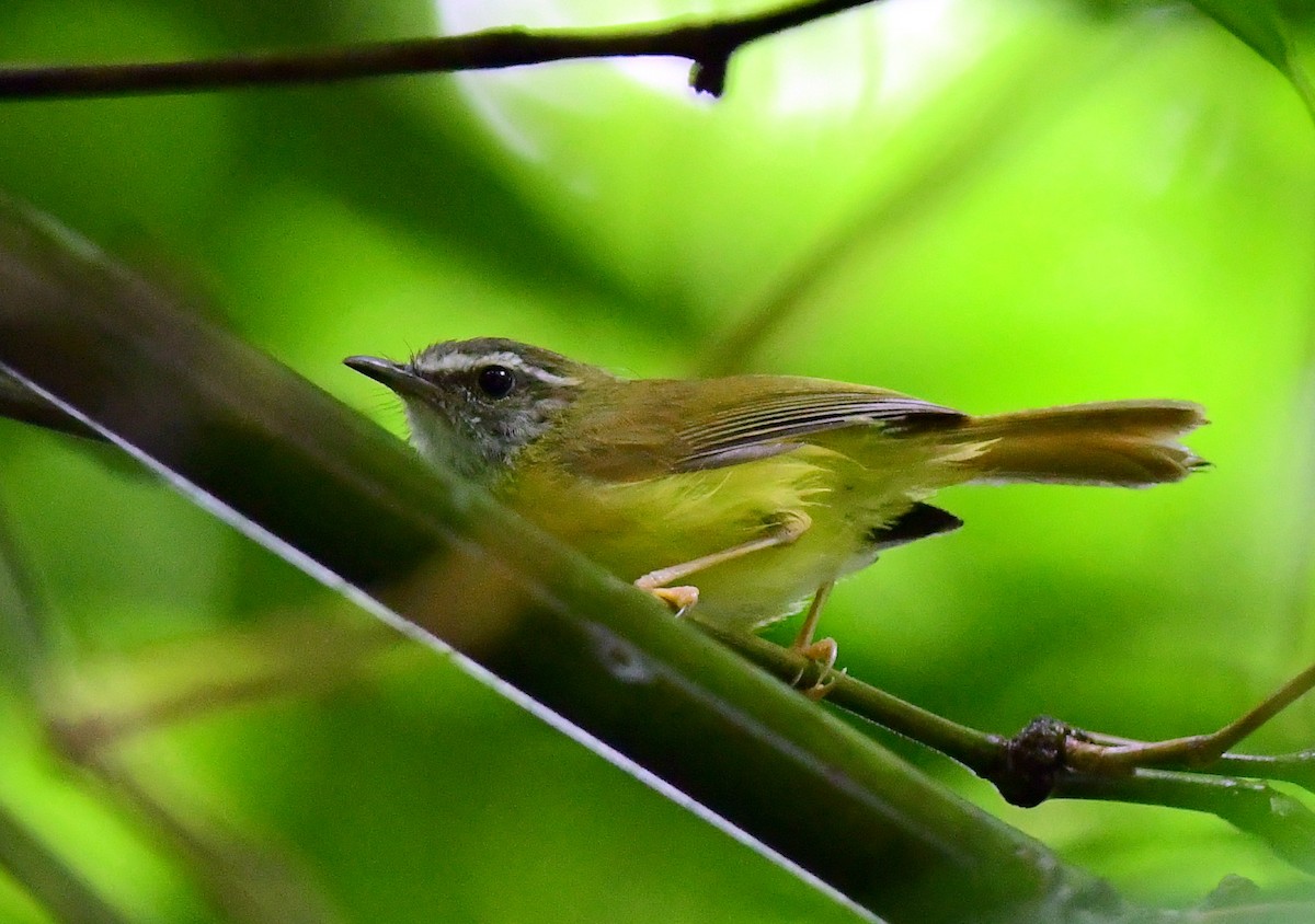 Yellow-bellied Warbler - ML637319242