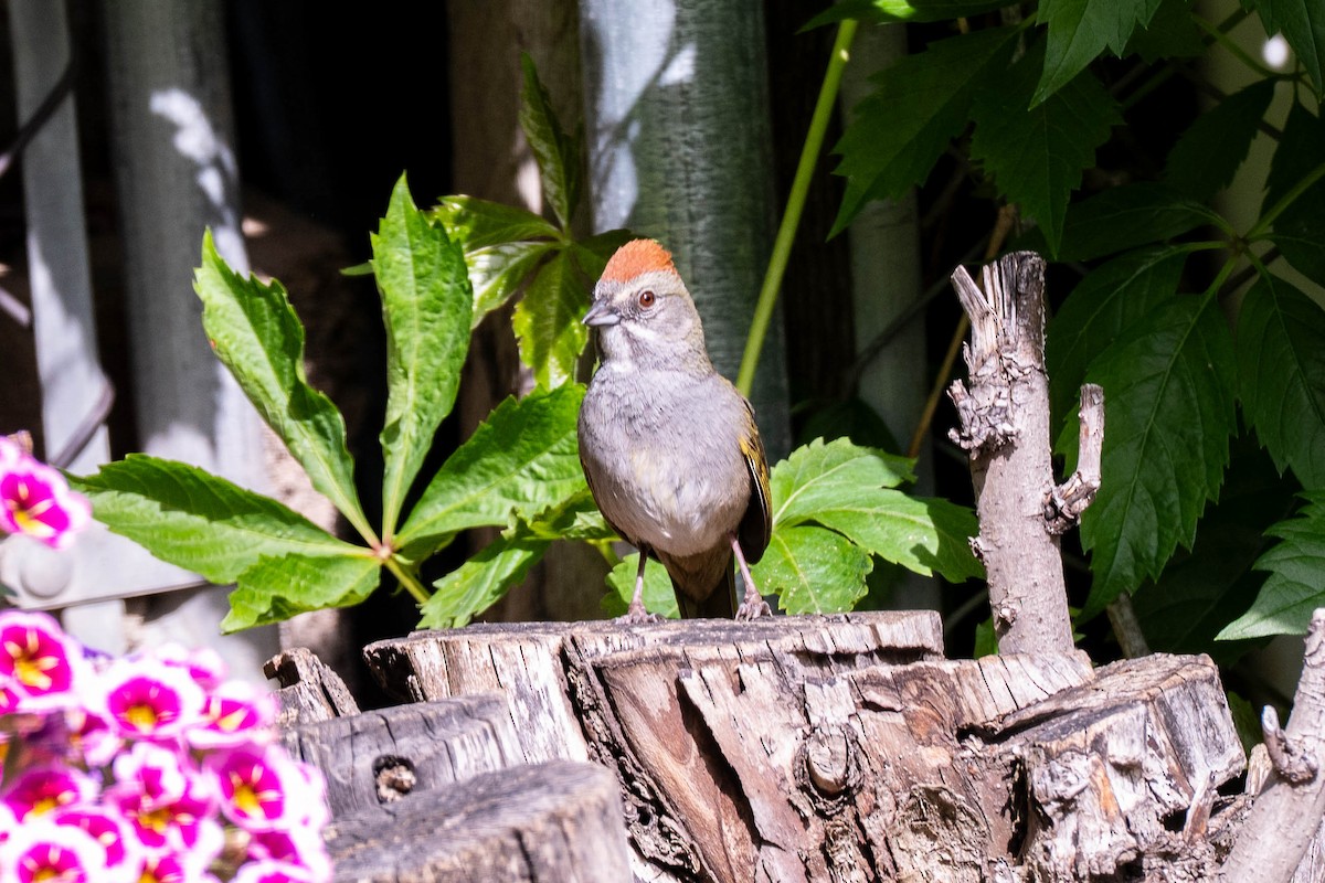 Green-tailed Towhee - ML637319248