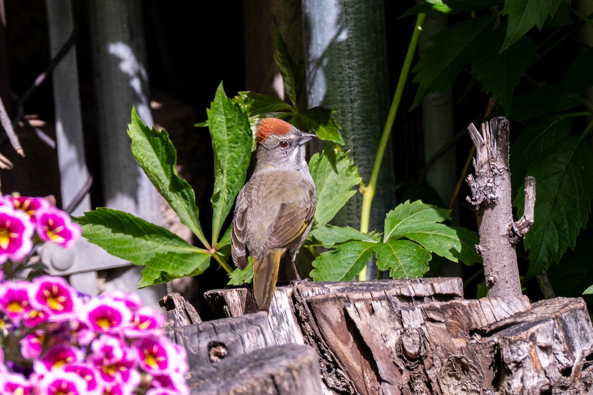 Green-tailed Towhee - ML637319249