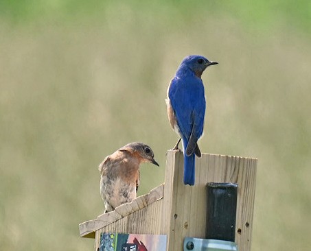 Eastern Bluebird - ML637319254