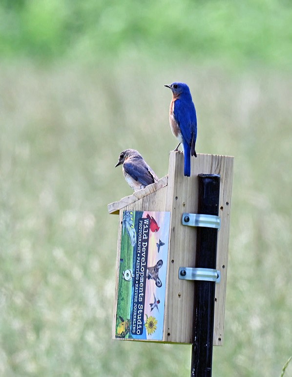 Eastern Bluebird - ML637319255