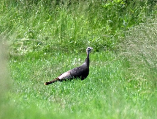 Wild Turkey - ML637319270