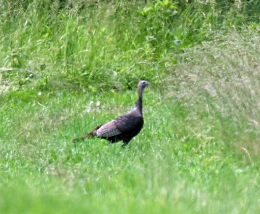 Wild Turkey - ML637319271