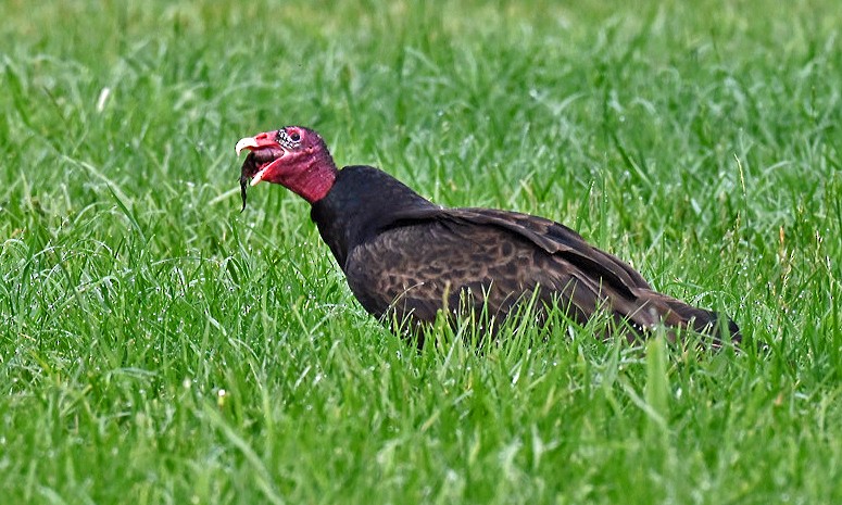 Turkey Vulture - ML637319277