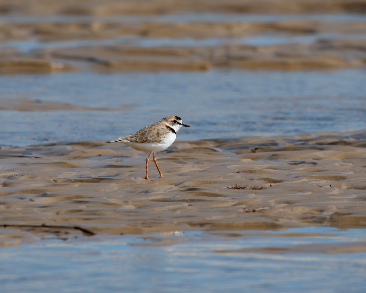 Collared Plover - ML637319283