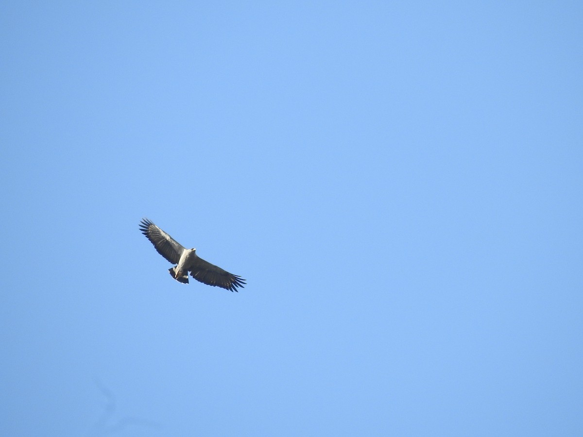 Chaco Eagle - ML637319293