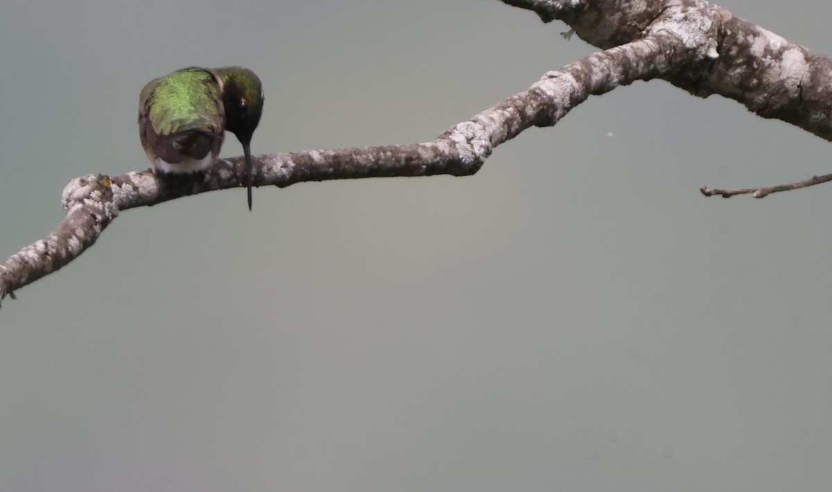 Ruby-throated Hummingbird - ML637319301