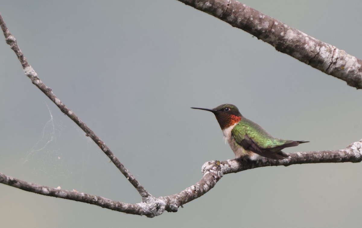 Ruby-throated Hummingbird - ML637319302