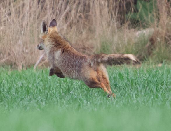 Red Fox - ML637319316