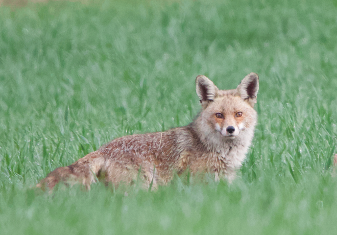 Red Fox - ML637319317