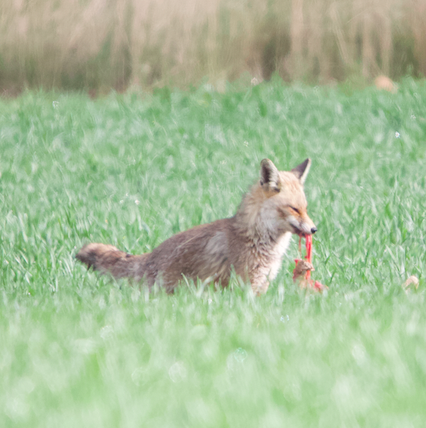 Red Fox - ML637319318