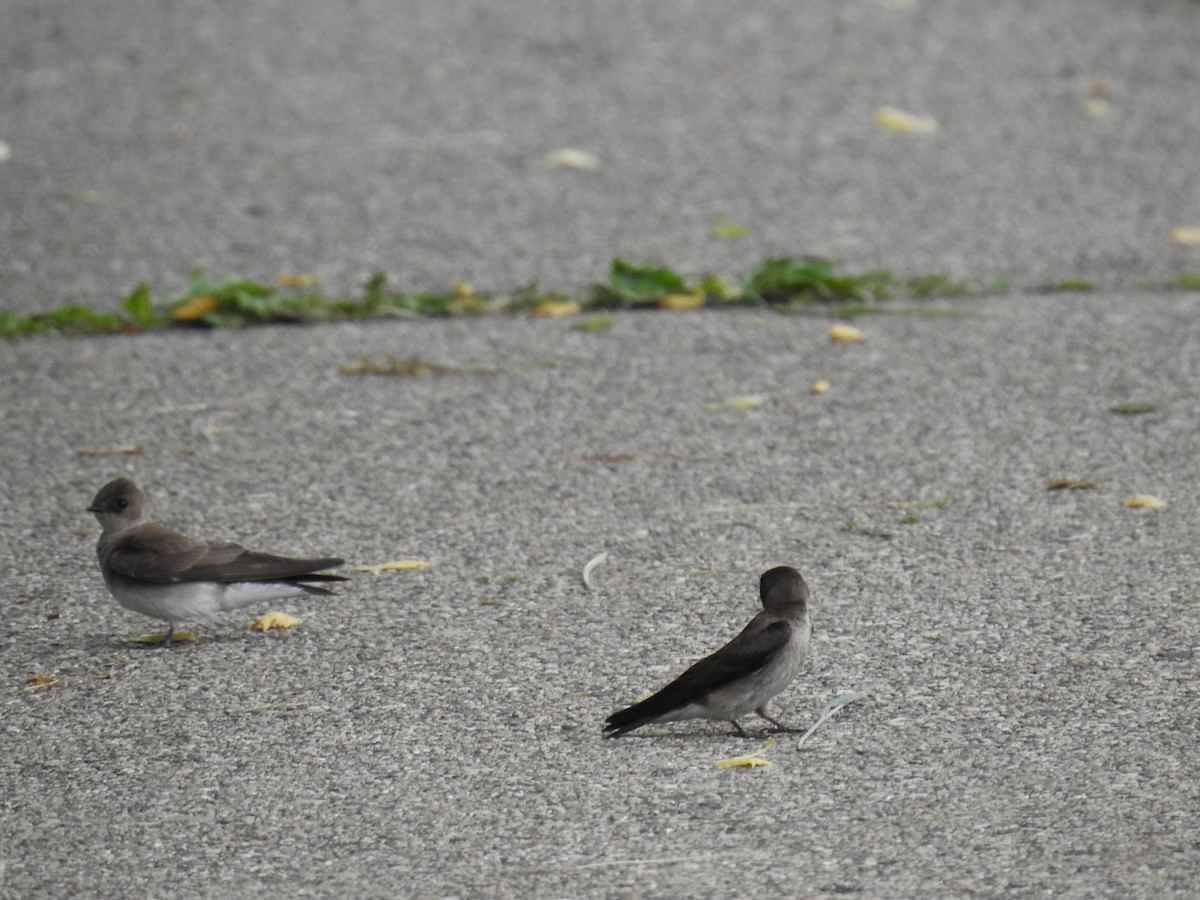 Northern Rough-winged Swallow - ML637319357