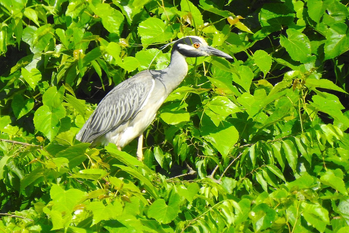 Yellow-crowned Night Heron - ML637319393