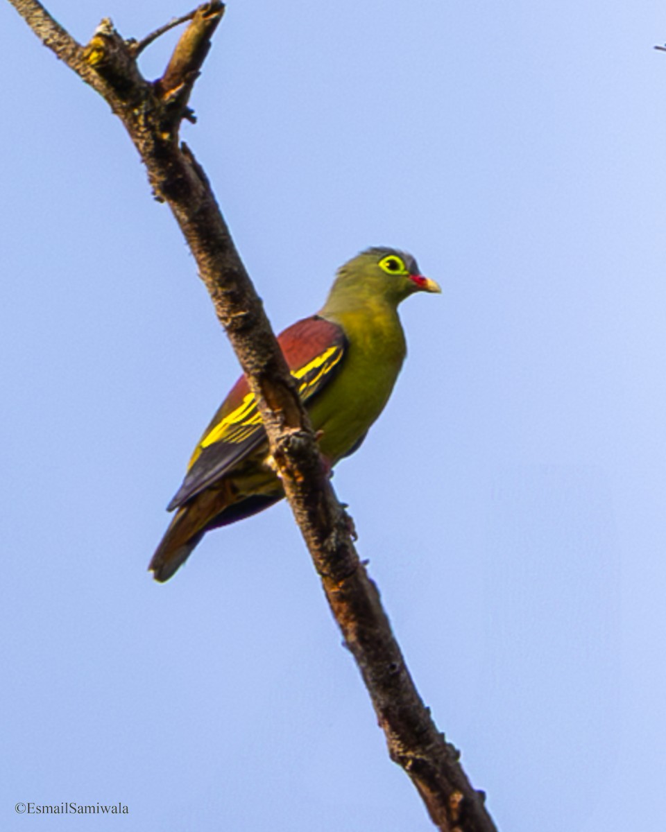 Thick-billed Green-Pigeon - ML637319428
