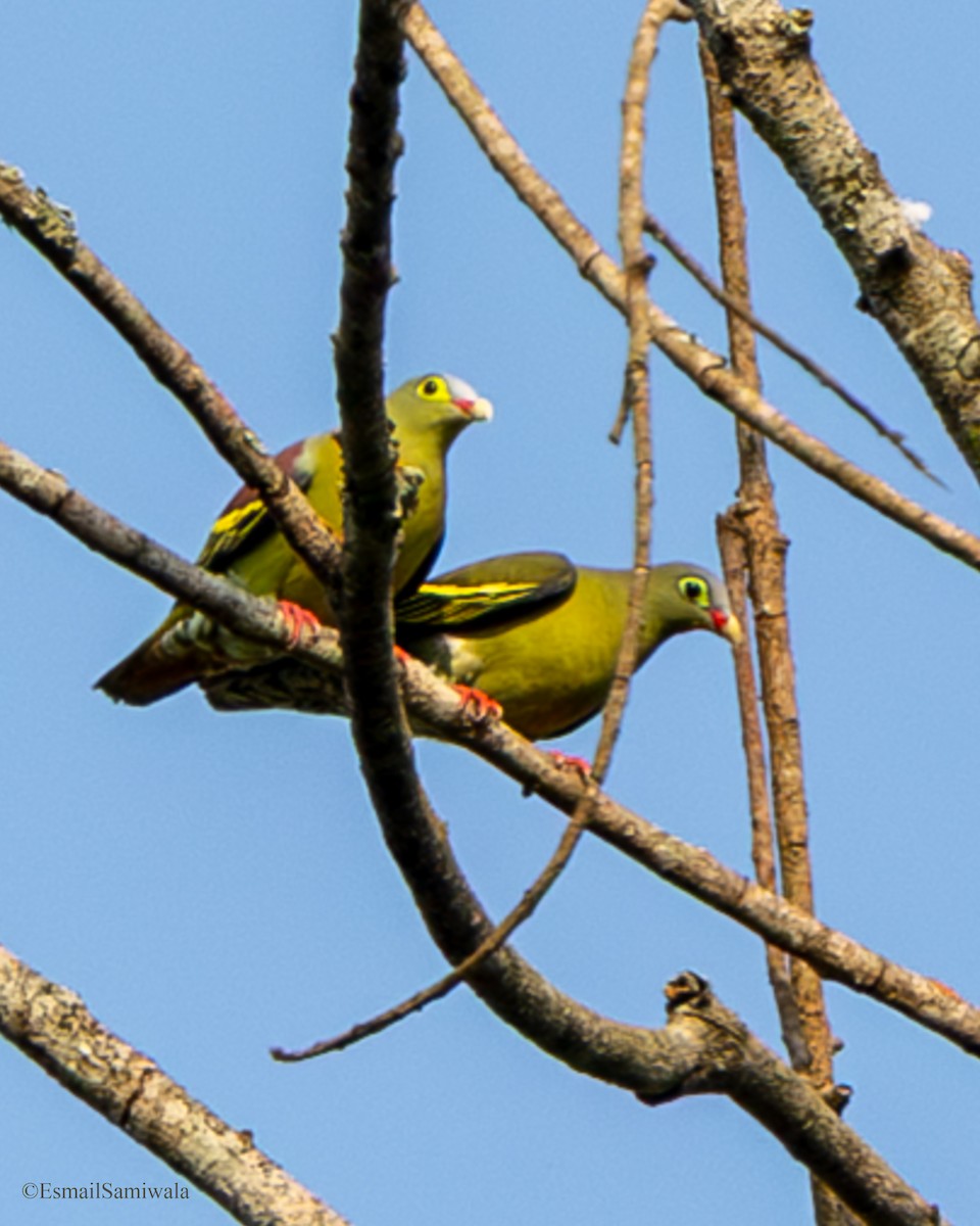 Thick-billed Green-Pigeon - ML637319430