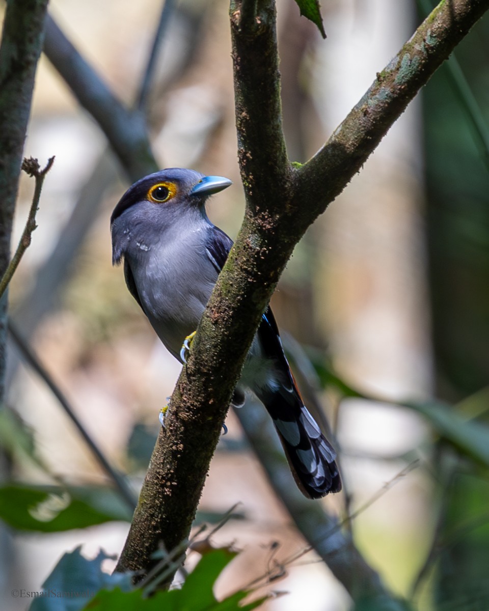 Gray-lored Broadbill - ML637319510
