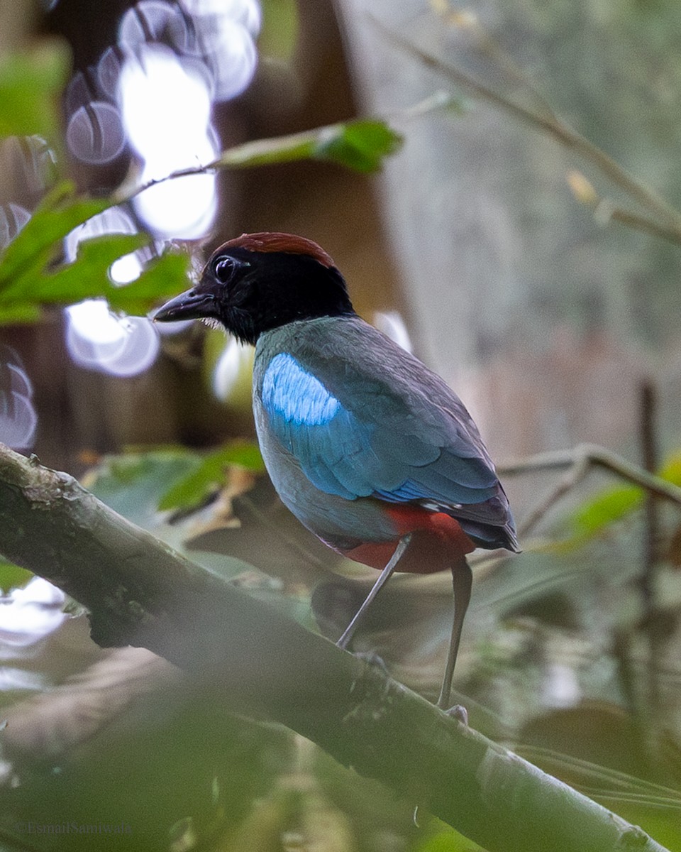 Western Hooded Pitta - ML637319520