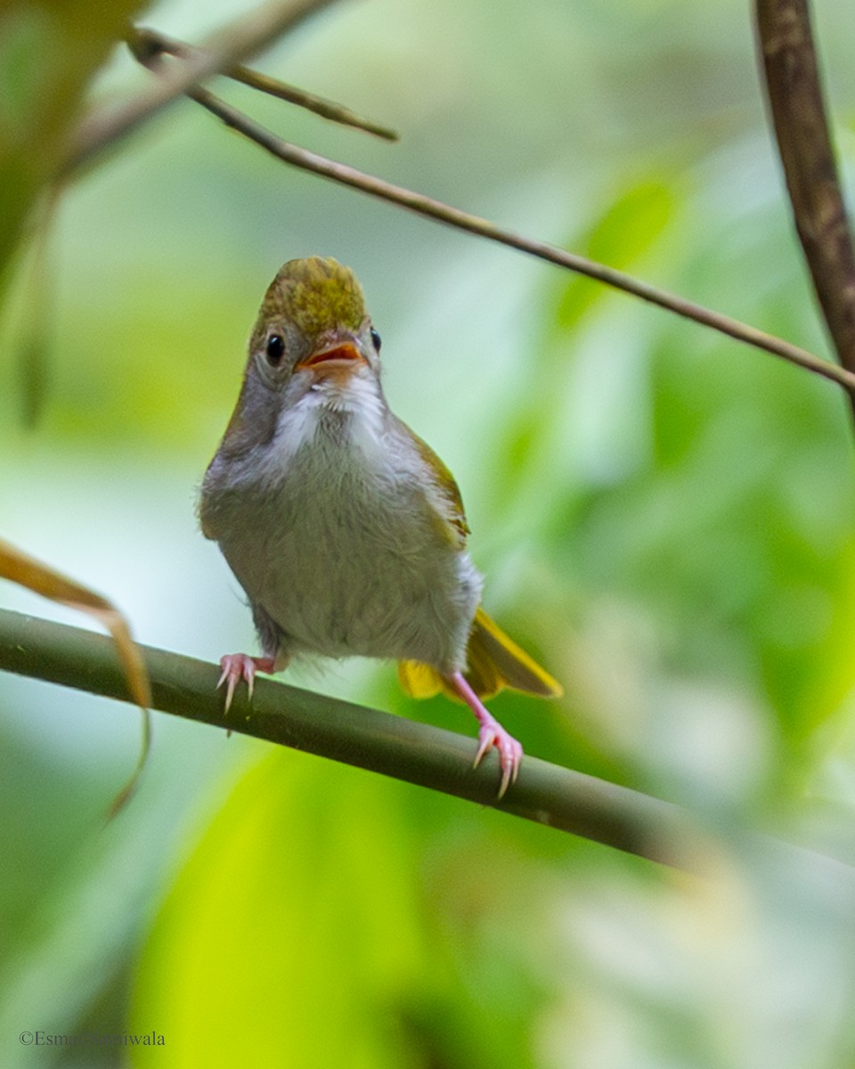 White-bellied Erpornis - ML637319529