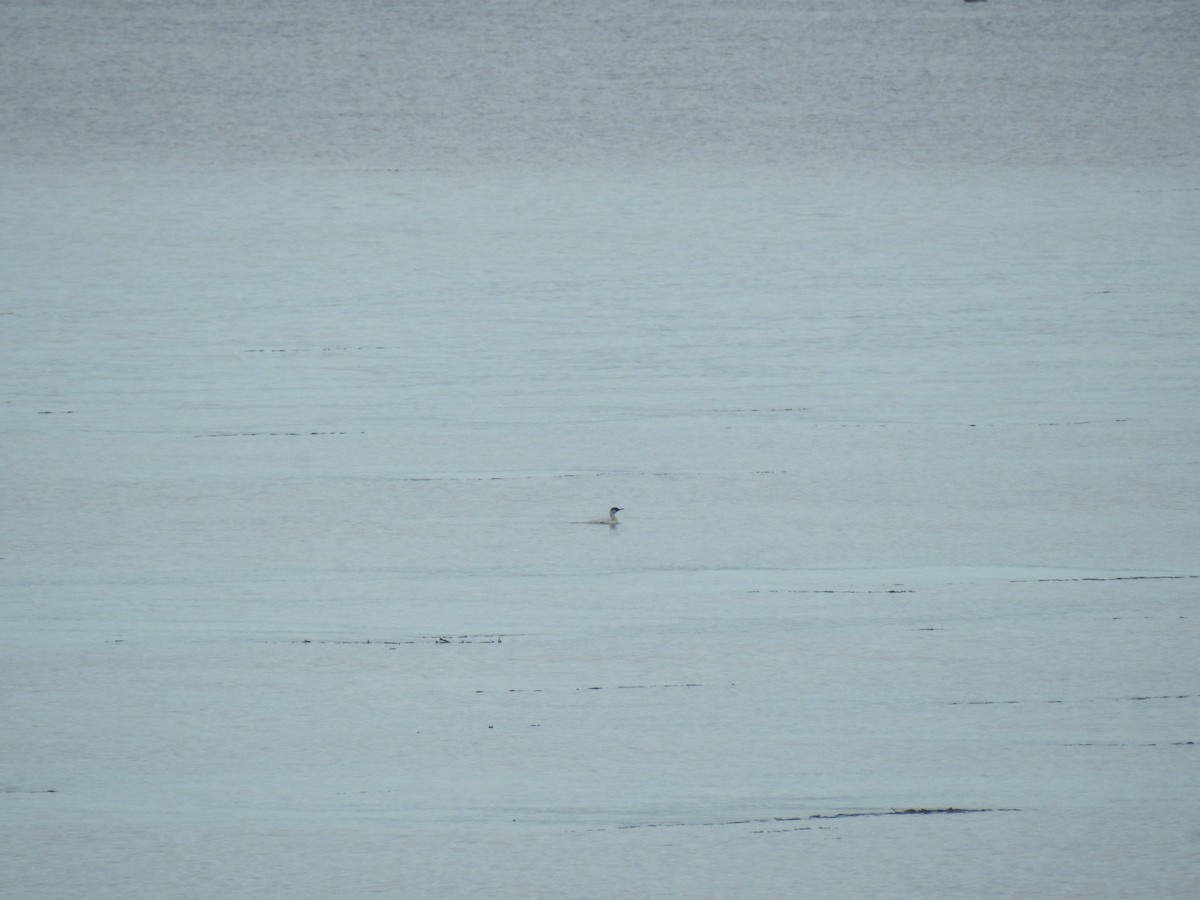 Imperial Cormorant (Imperial) - ML637319563