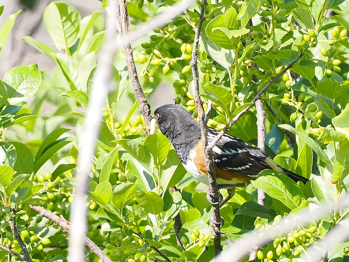Spotted Towhee - ML637319585
