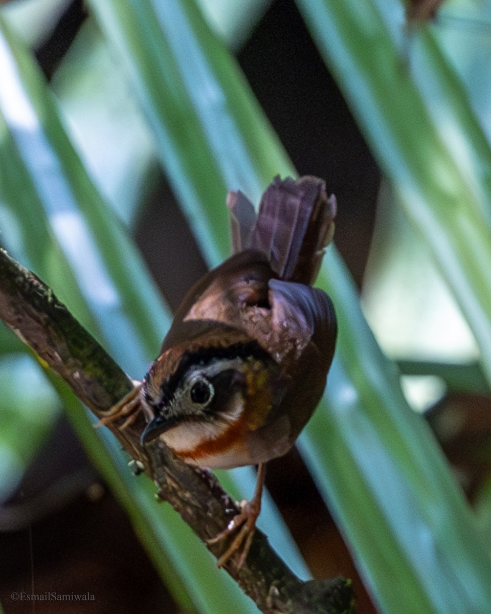 Rufous-throated Fulvetta - ML637319588