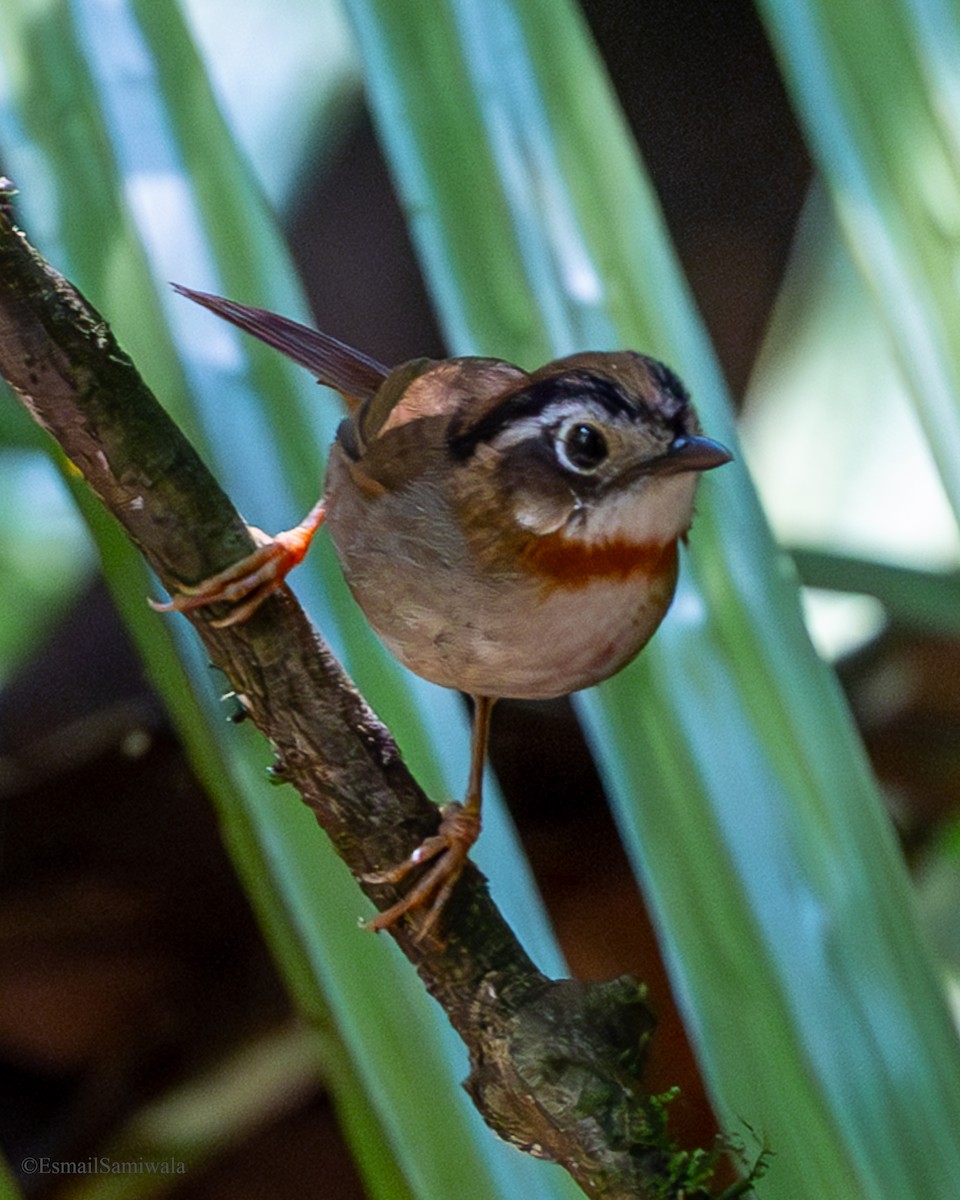 Rufous-throated Fulvetta - ML637319589