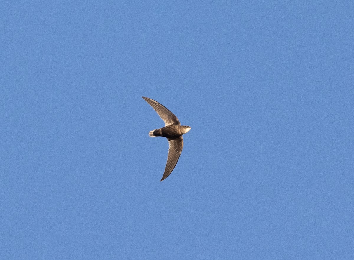 Gray-rumped Swift - ML637319594