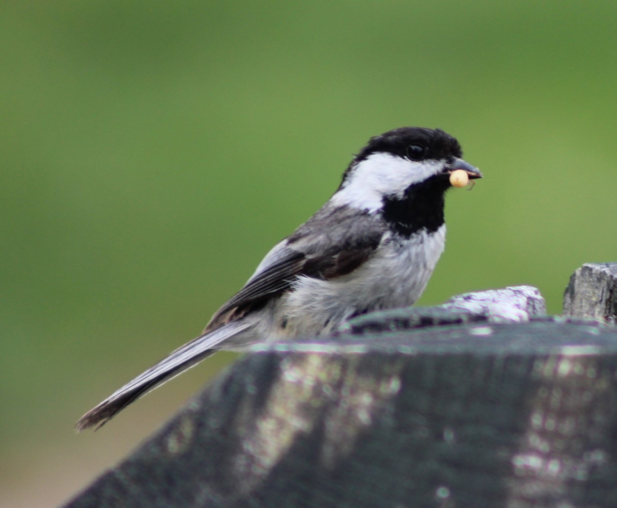 Black-capped Chickadee - ML637319598