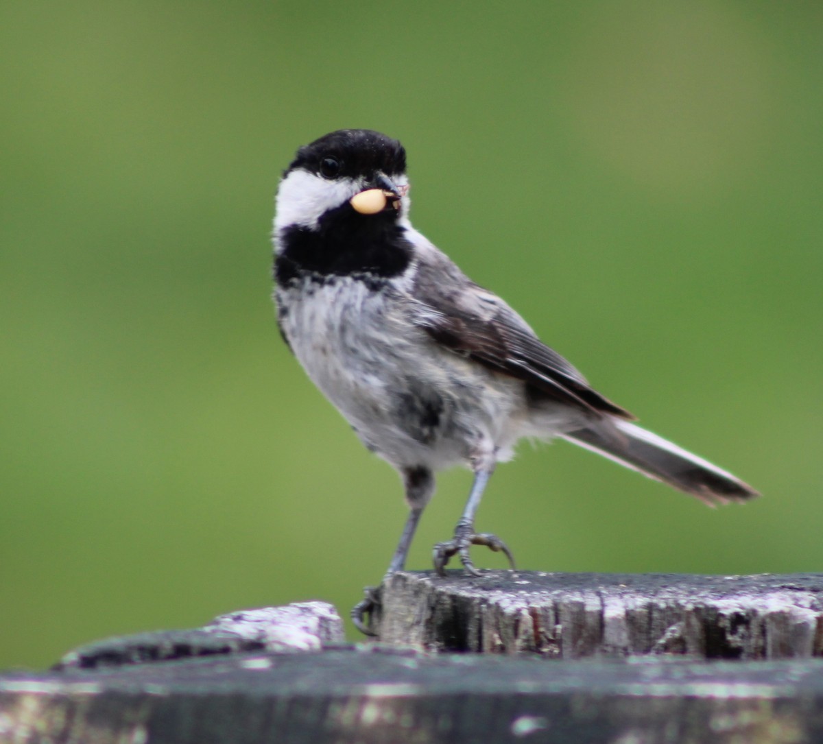 Black-capped Chickadee - ML637319599