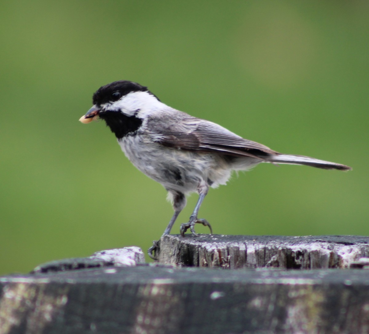 Black-capped Chickadee - ML637319600