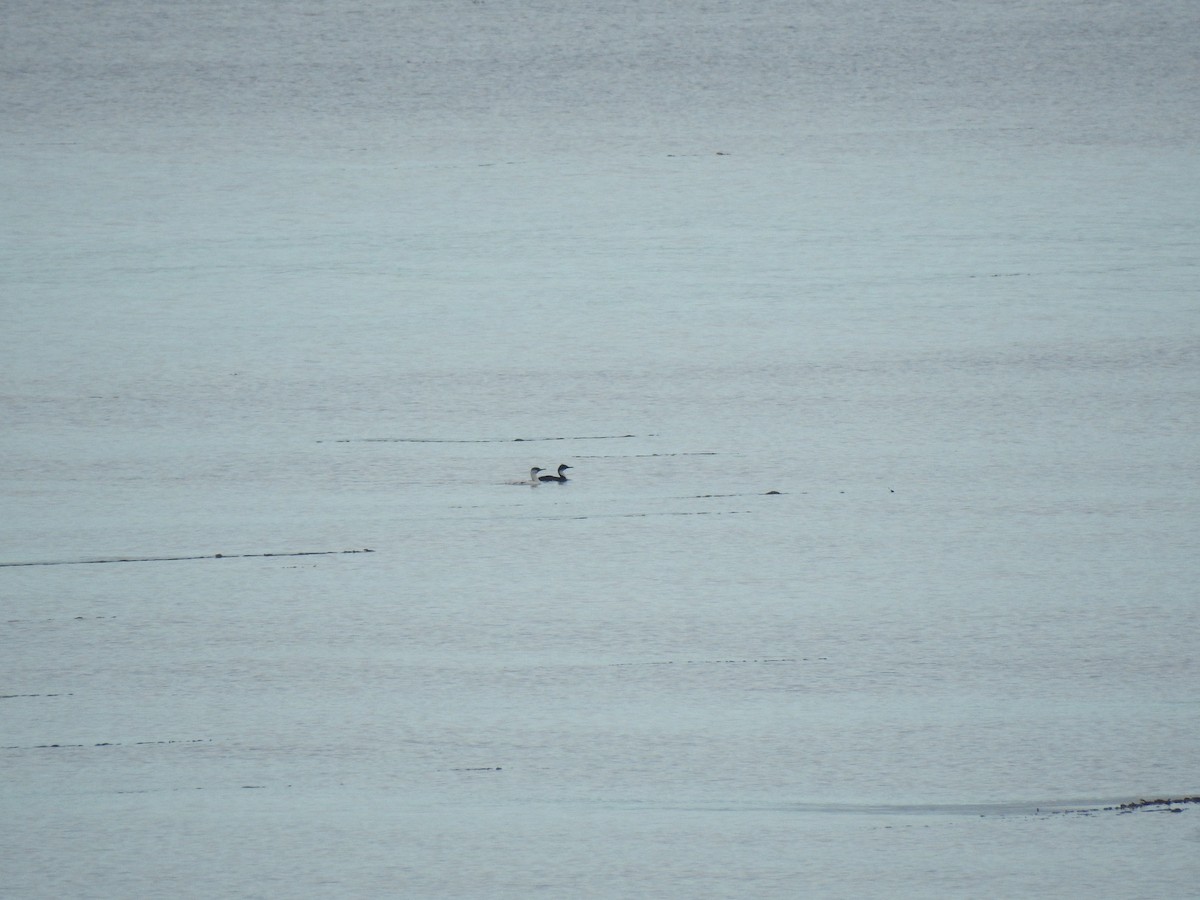 Imperial Cormorant (Imperial) - ML637319605