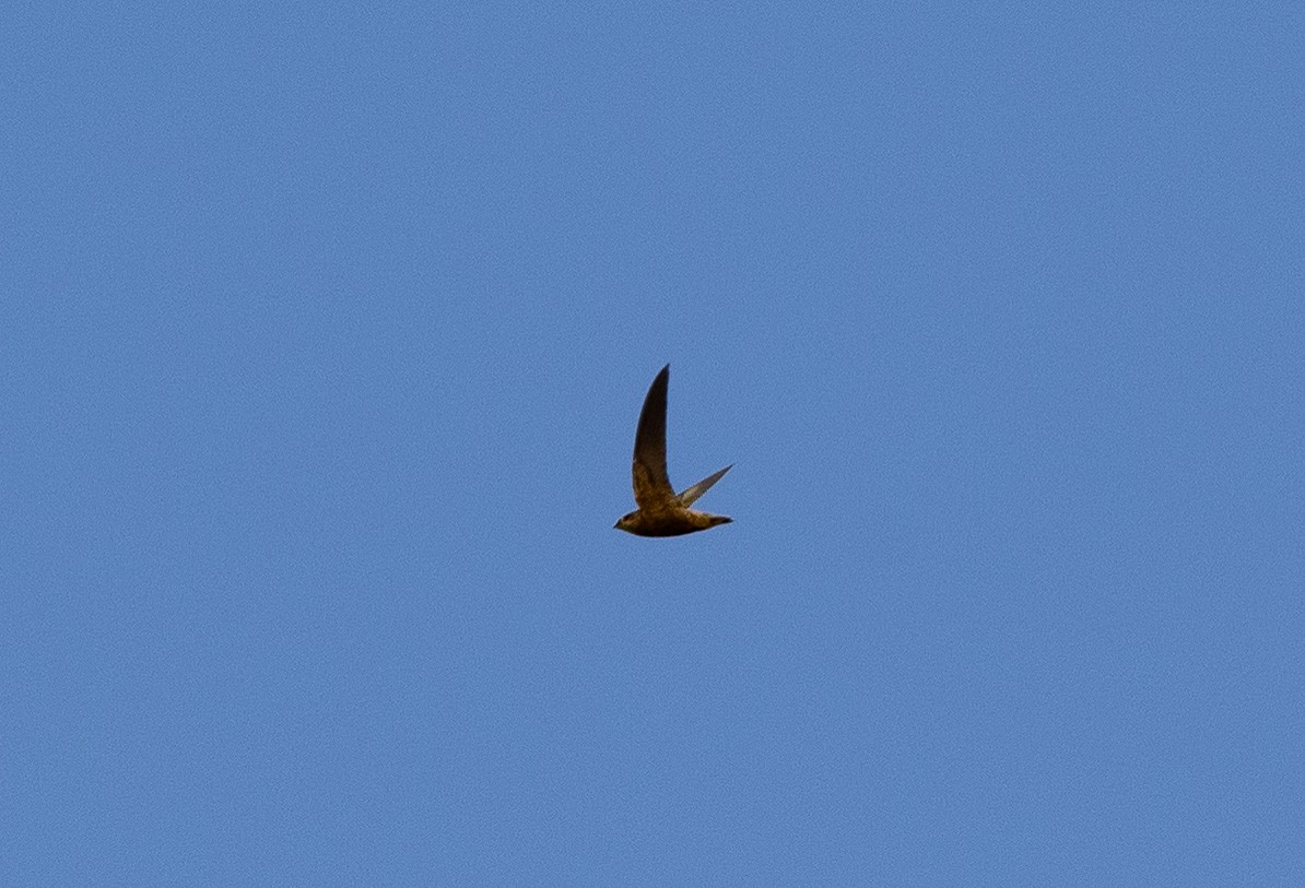 Pale-rumped Swift - ML637319613