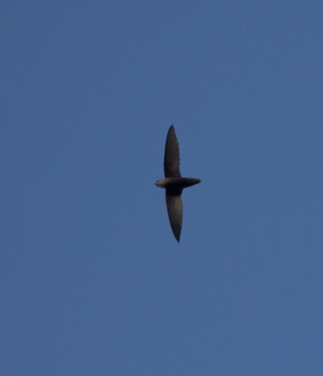 Pale-rumped Swift - ML637319614